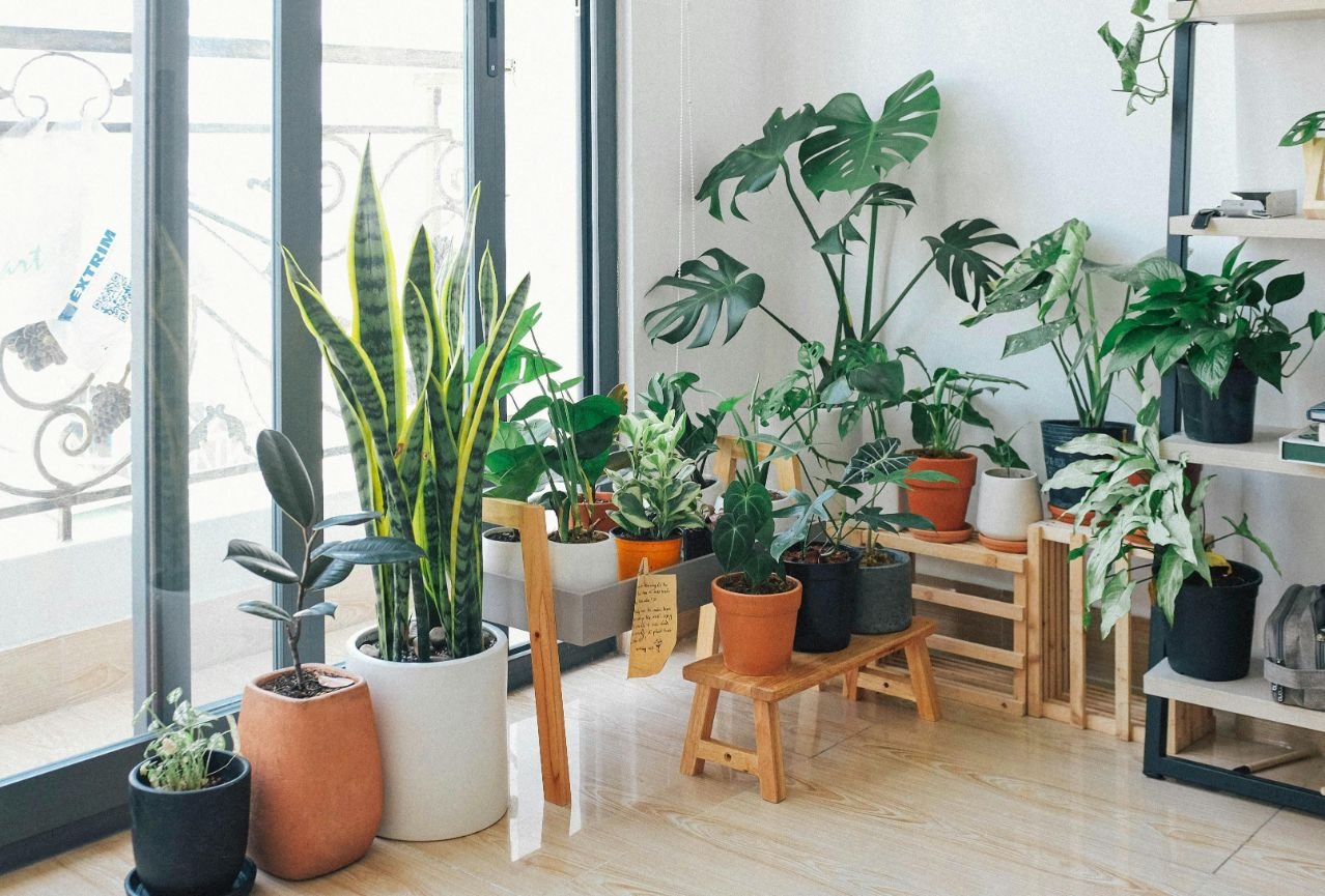 Balanced lifestyle with plants and natural elements